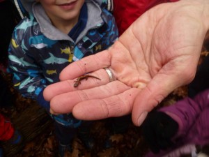 A small salamander.  The original reason we were looking under wet logs.