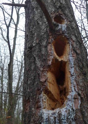 Sometimes it seems that nature has its own chainsaw.  