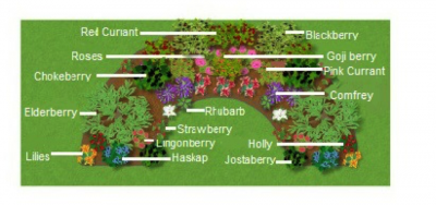 food forest concept